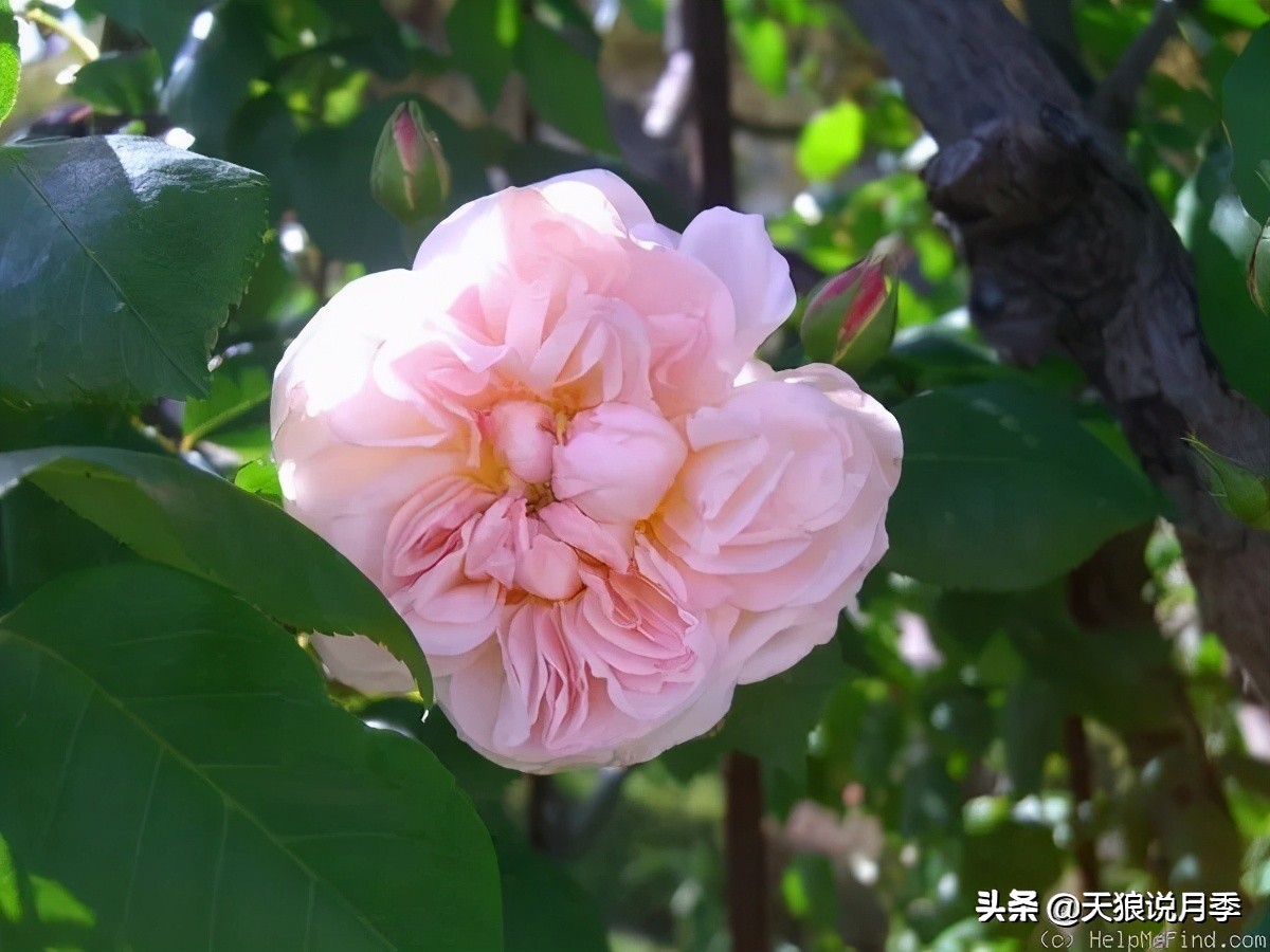 怦然心动月季,怦然心动月季秋季什么样