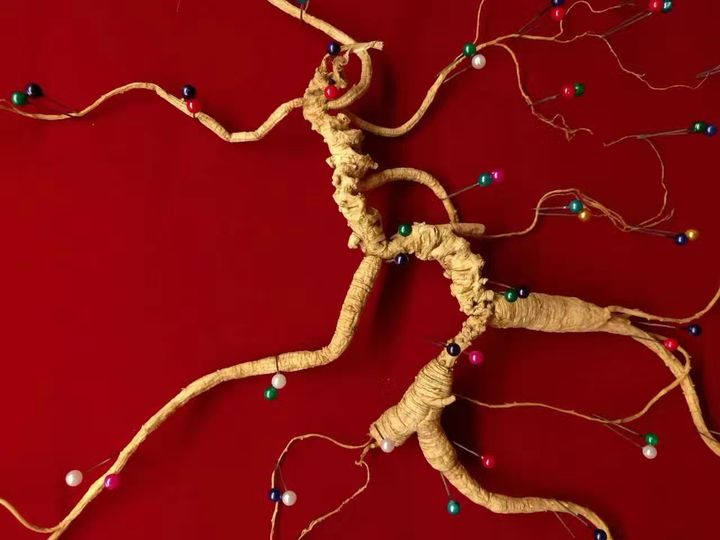 吃人参原浆是不是智商税,人参到底是智商税还是真补品