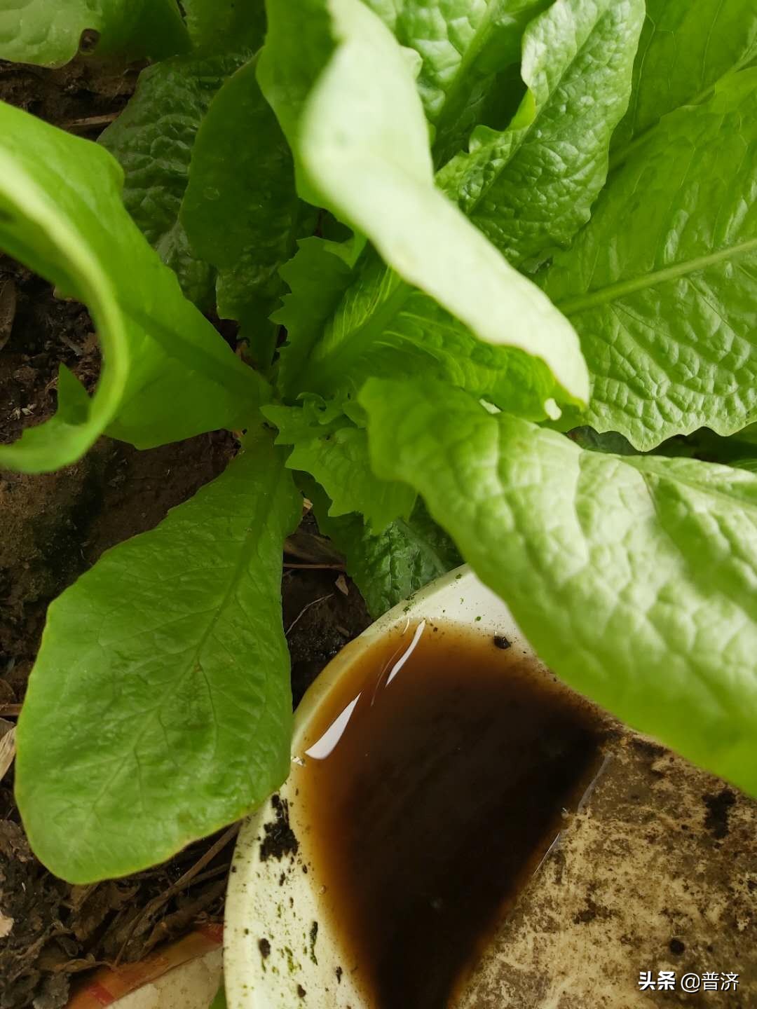 有机蔬菜市场痛点,有机蔬菜的问题