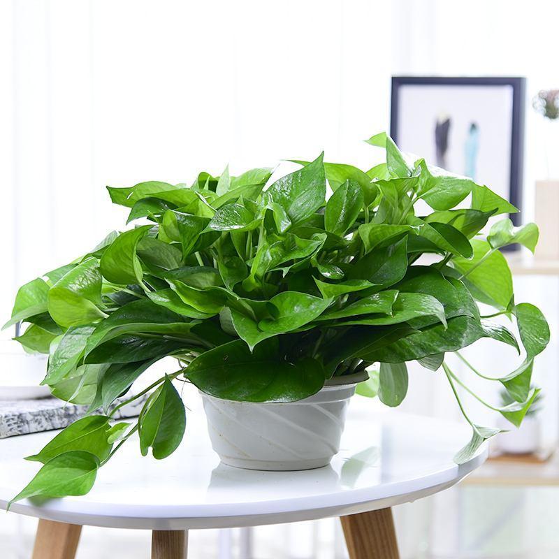 绿萝发黄发蔫不精神怎么办,绿萝叶片发黄怎么处理视频