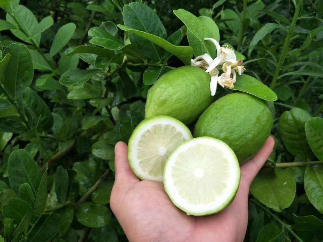 开一家柠檬茶店成本,卖柠檬茶轻轻松松过万