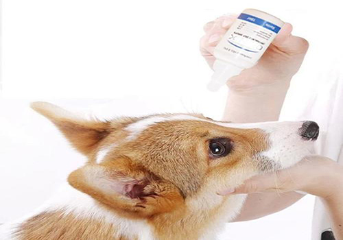 养宠小妙招猫咪耳螨在家轻松解决,养宠经验垂耳兔耳螨怎么治