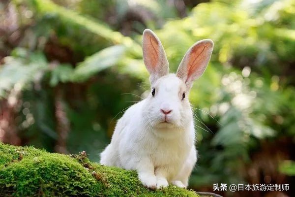 广岛有哪些景点好玩一点,广岛有什么好玩的景点推荐