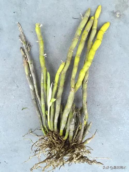 叠鞘石斛与铁皮石斛的区别,肿节石斛和大苞鞘石斛的不同