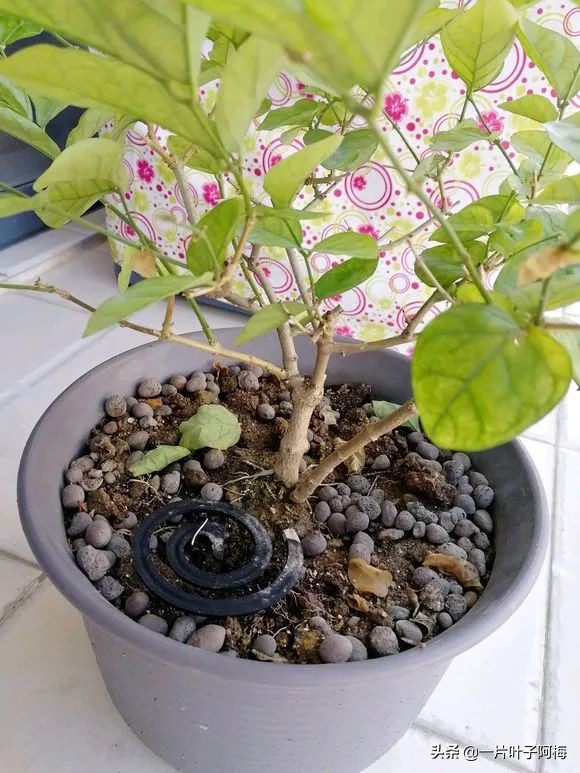 自制养花水配方除臭,养花自制10种消毒水不招虫不烂根