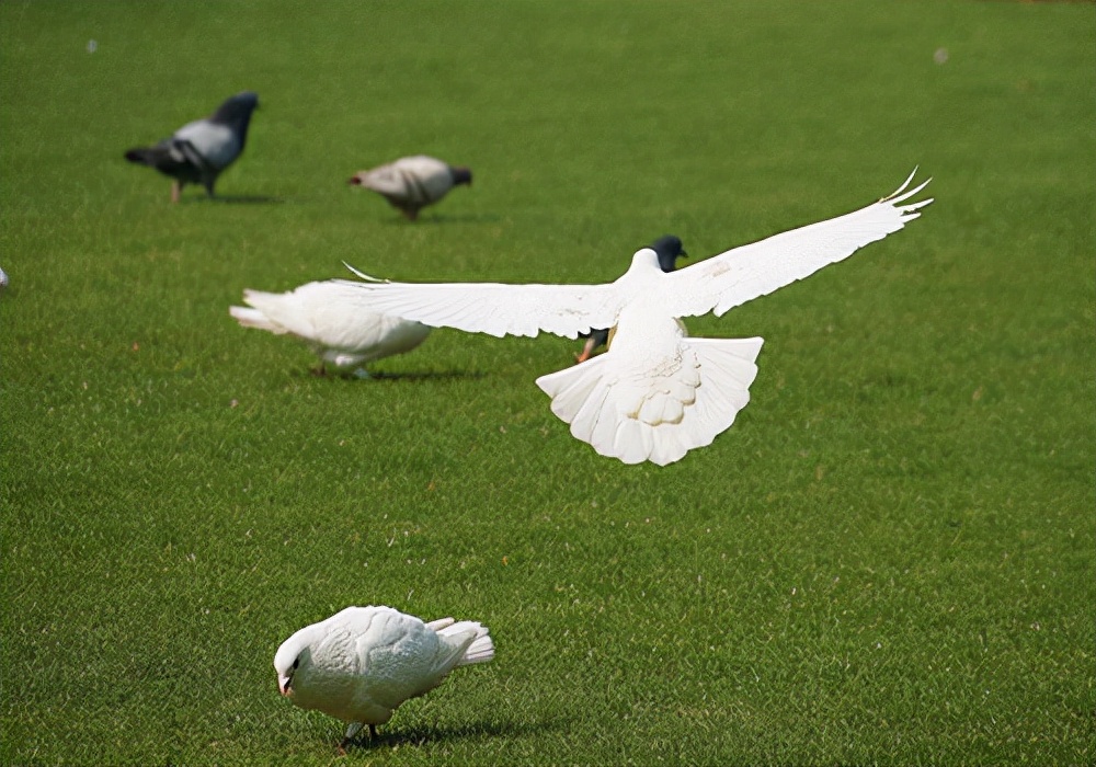 手养小鸽子鸽子拉稀最快治疗方法,信鸽鸽子拉稀怎么办