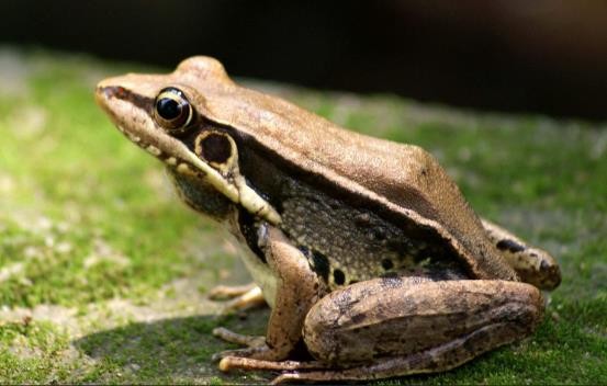 龟类的进化过程图片,龟鳖目动物外形特征