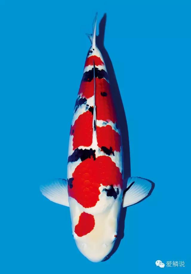 锦鲤体表有血丝是细菌性感染吗,锦鲤鱼鳍充血有血丝怎么治疗