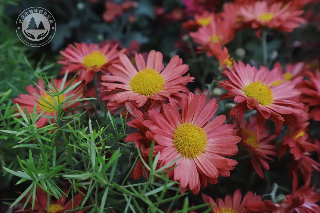 金秋时节菊展赏菊,趁着周末逛菊展