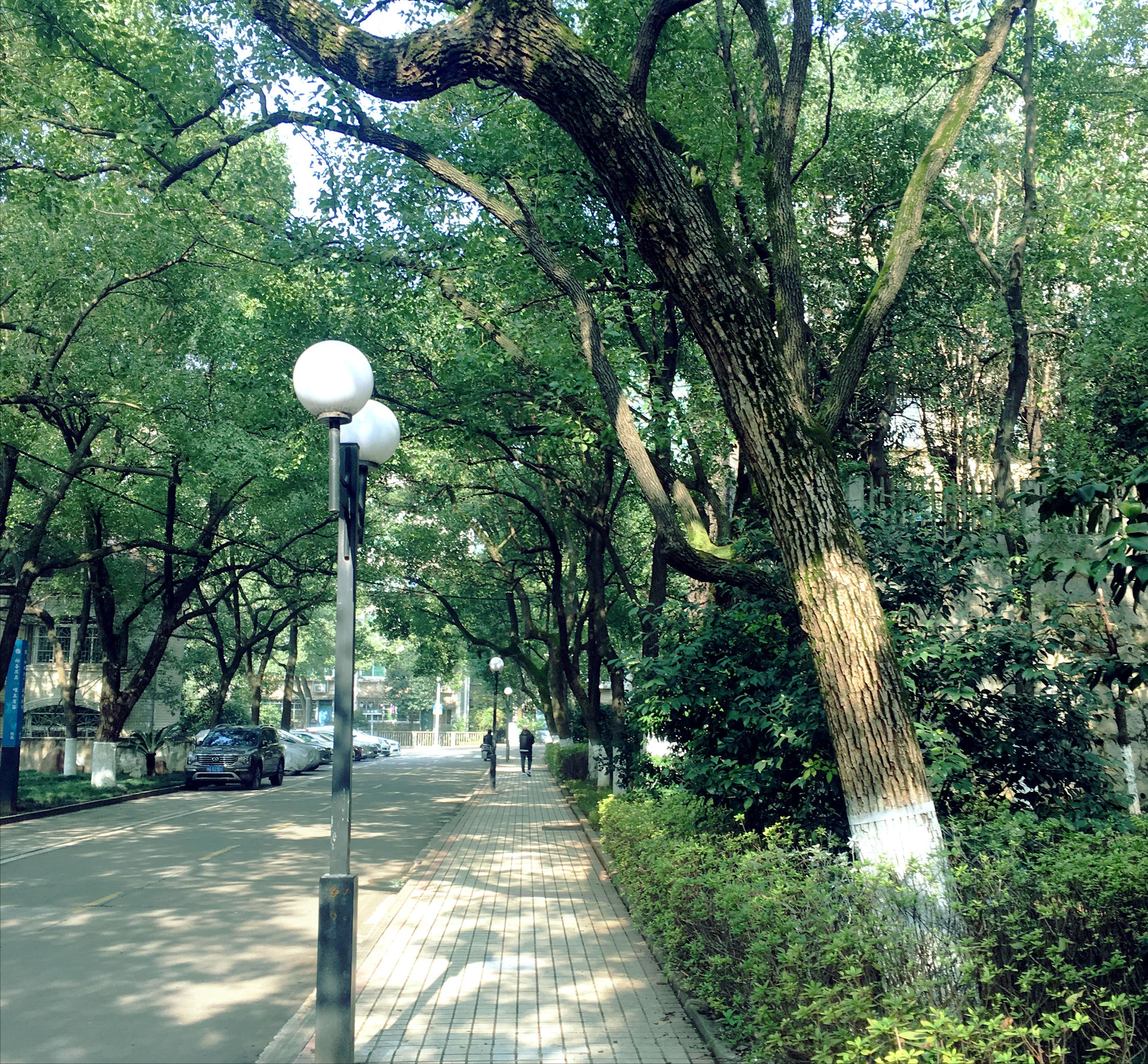 香樟往事——05真正的朋友