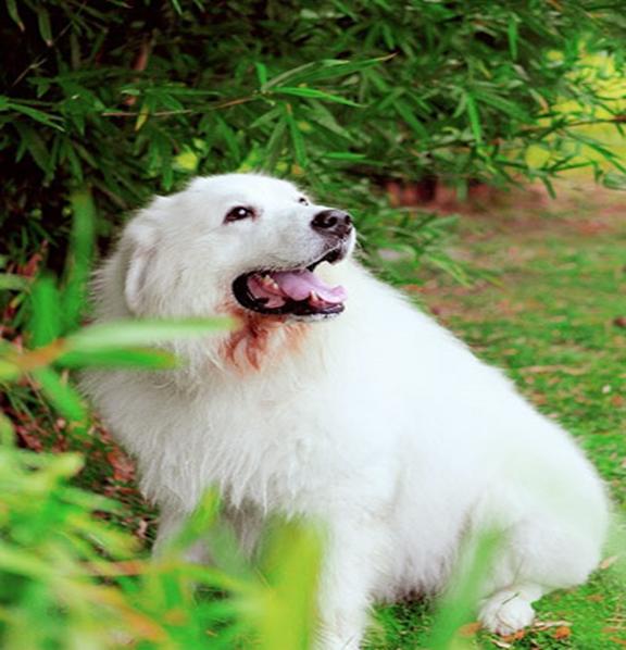 狗狗老是乱咬怎么办,狗狗总是乱咬乱吞东西怎么办