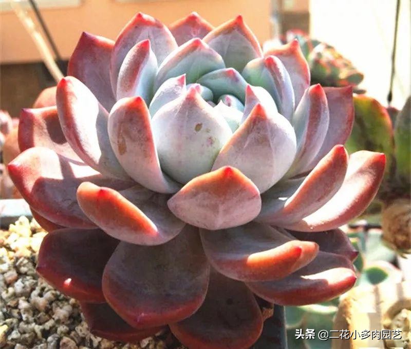 365种·常见花卉图谱，观果和多肉植物收藏篇