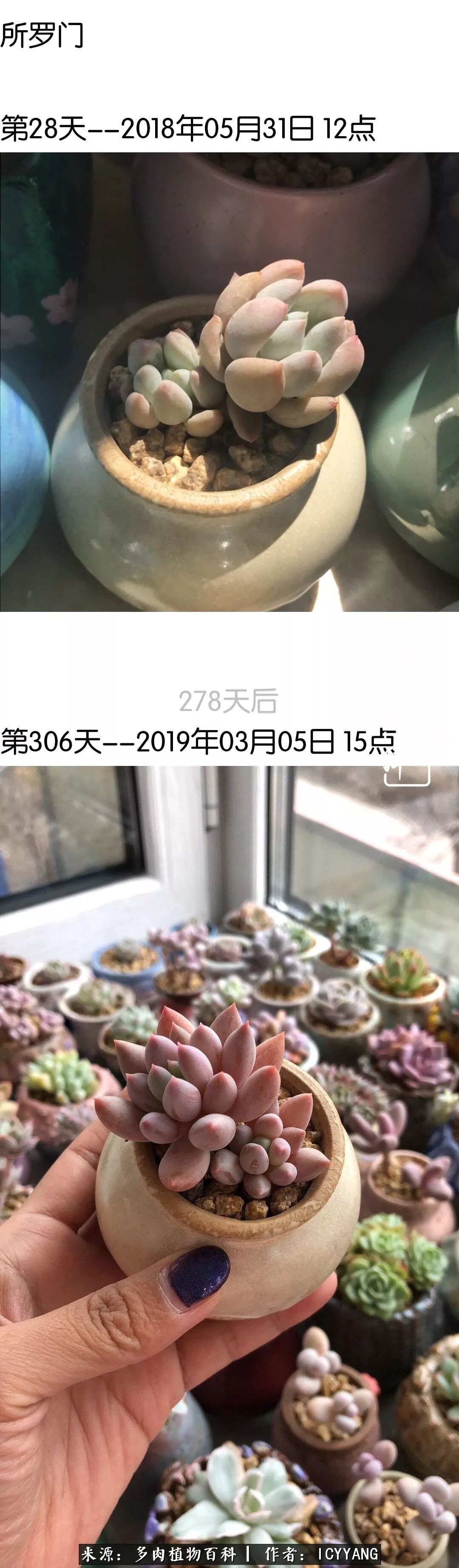 室内阳台多肉的养护方法,景天多肉养护