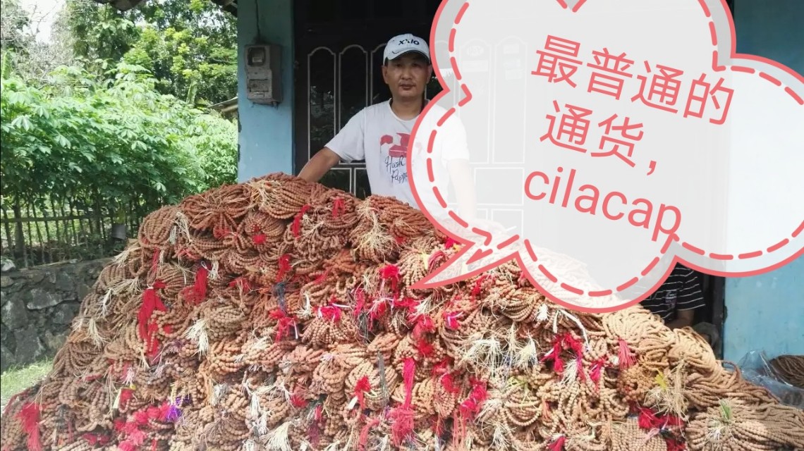 印尼金刚菩提是落地红吗,金刚菩提印尼跟尼泊尔