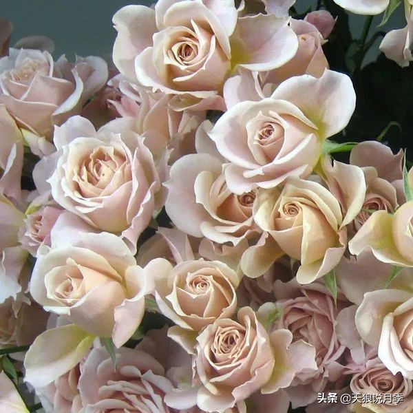 复古色月季什么品种的花好看,值得入手的复古色月季