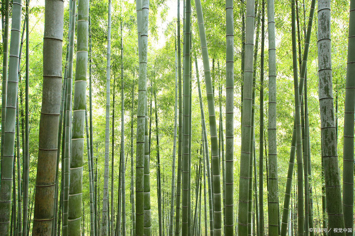 凌云卓立竹千竿,老叶新枝依杏坛|(咏竹八首)