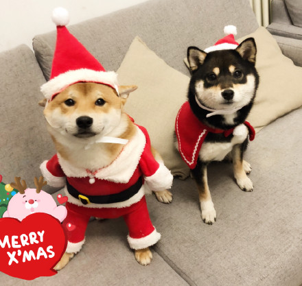 圣诞节表情包我想吃什么,圣诞节快乐表情包可爱