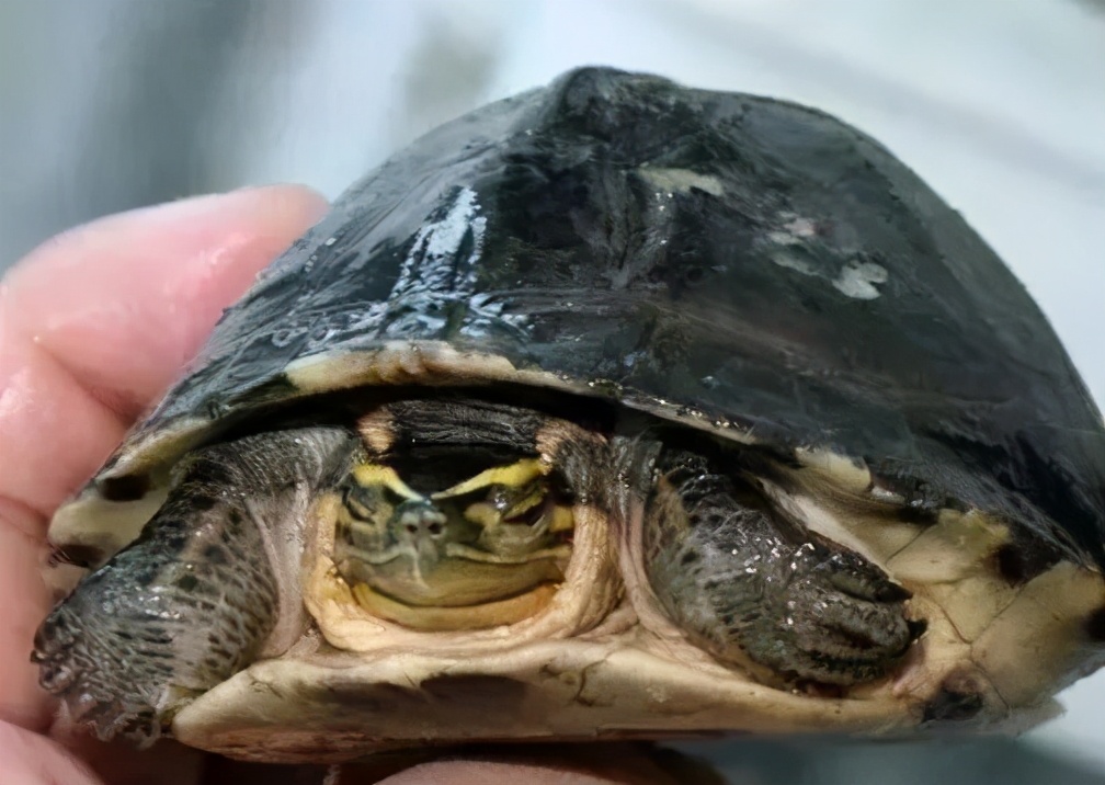 各种龟类图片大全大图,龟类展示会