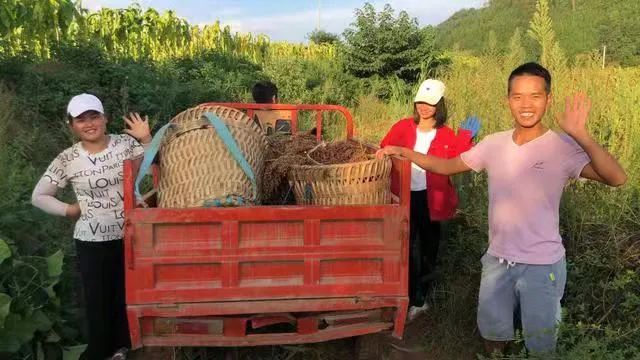 20万亩红高粱熟了，是国台酒更香的秘密｜知酒热点