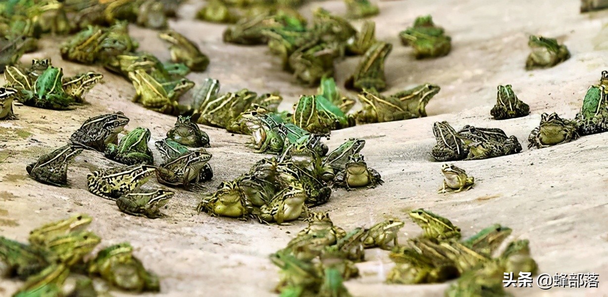 2021农村投资什么行业前景好,2019农村创业好项目投资小利润大