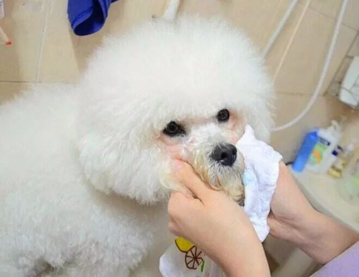 宠物泪痕消管用吗,爱宠的泪痕是怎么回事