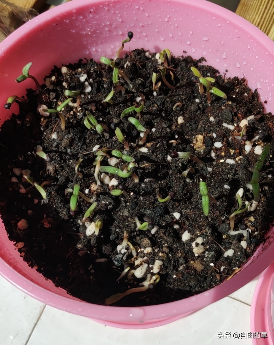 满天星播种，种子长毛了怎么办？种子长毛了可补救吗？