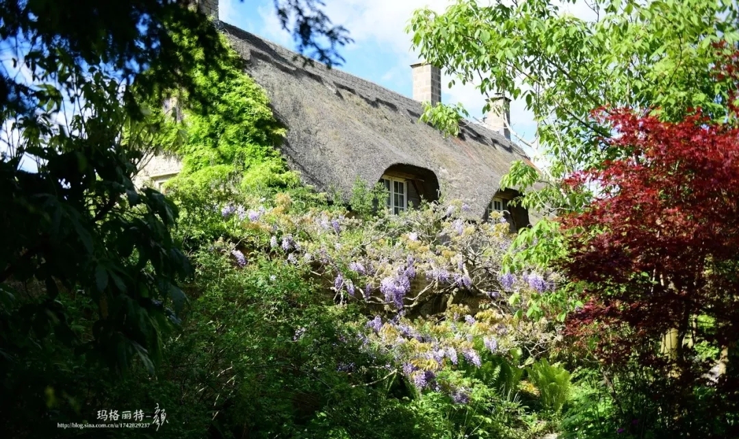 爬藤植物怎么牵引造型,爬藤植物是怎么爬藤的