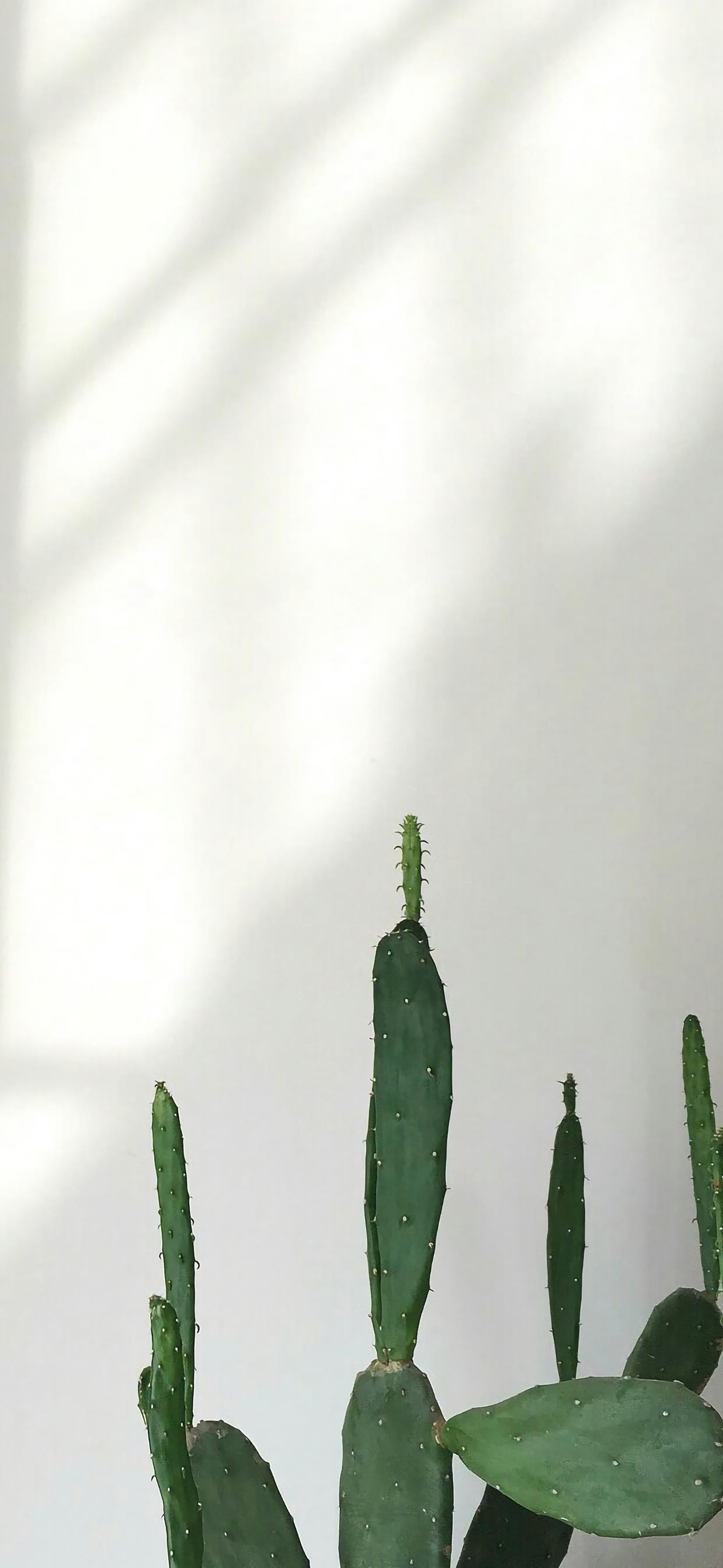 清爽壁纸高清手机壁纸,清晰到极致的手机壁纸图片