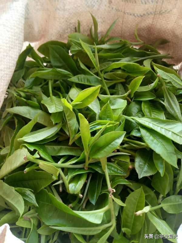 春茶好坏怎么看,春茶品鉴