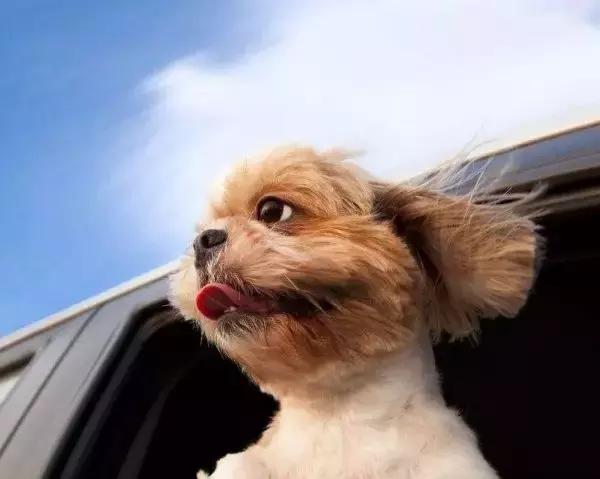 狗狗晕车吐了主人看到也吐了,狗狗晕车呕吐怎么办最有效方法