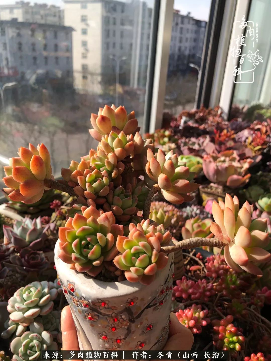 阳台养多肉徒长怎么办,阳台养多肉养殖方法和注意事项
