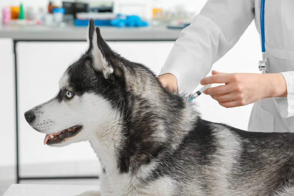 航空托运跨国宠物,各个航空公司宠物托运要求