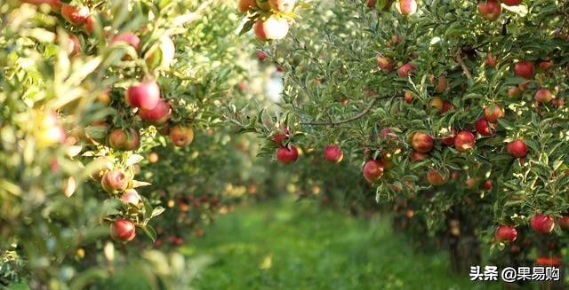 南非小苹果3-5斤,南非小苹果无打蜡