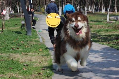 养阿拉斯加新手需要注意些什么,养阿拉斯加开销大吗