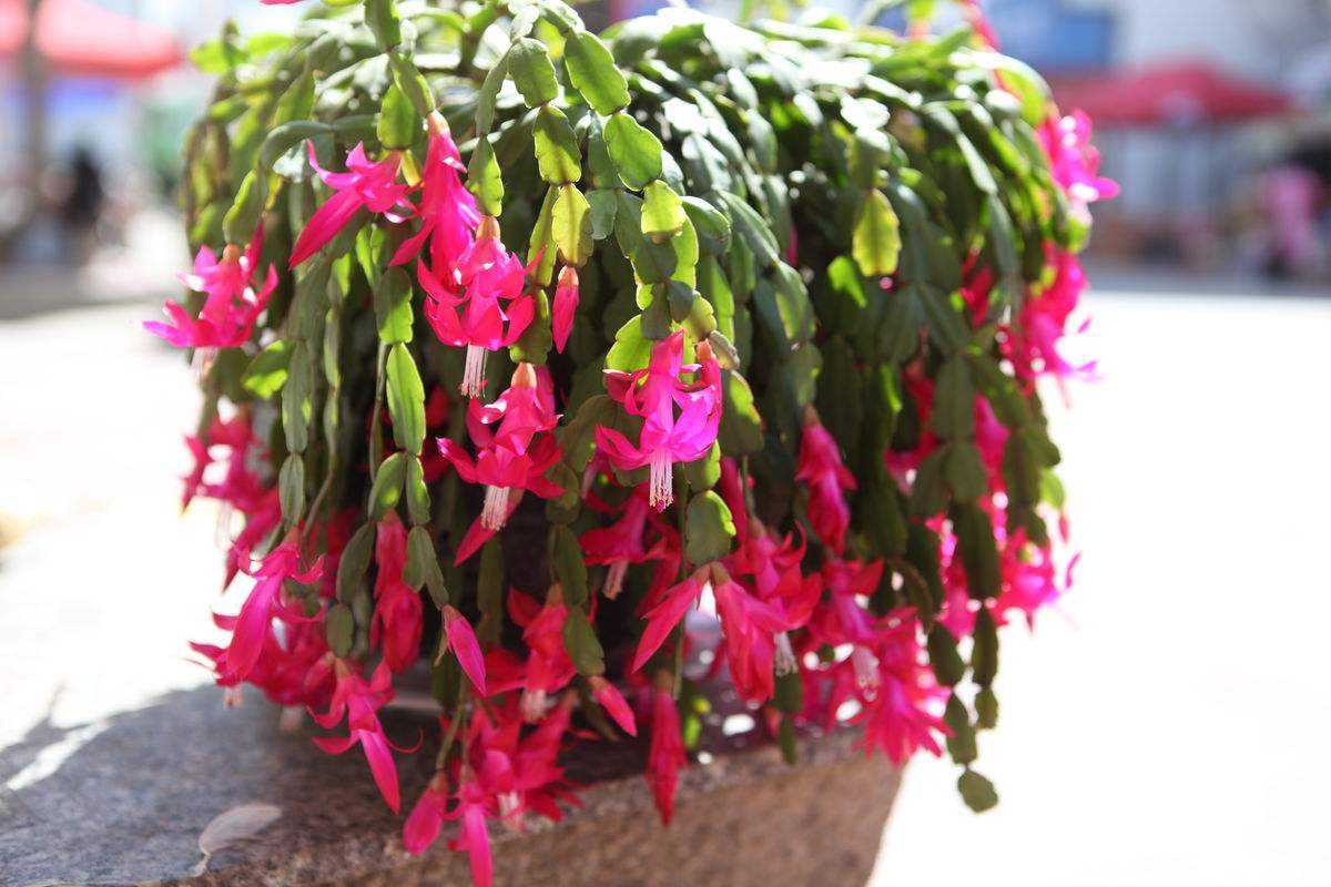 黄豆泡水发酵浇兰花作用,黄豆泡水发酵后浇葡萄