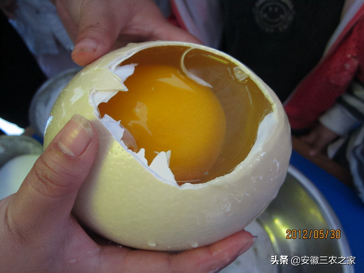 每年下蛋300的鸡,3000只下蛋鸡成本多少利润多少