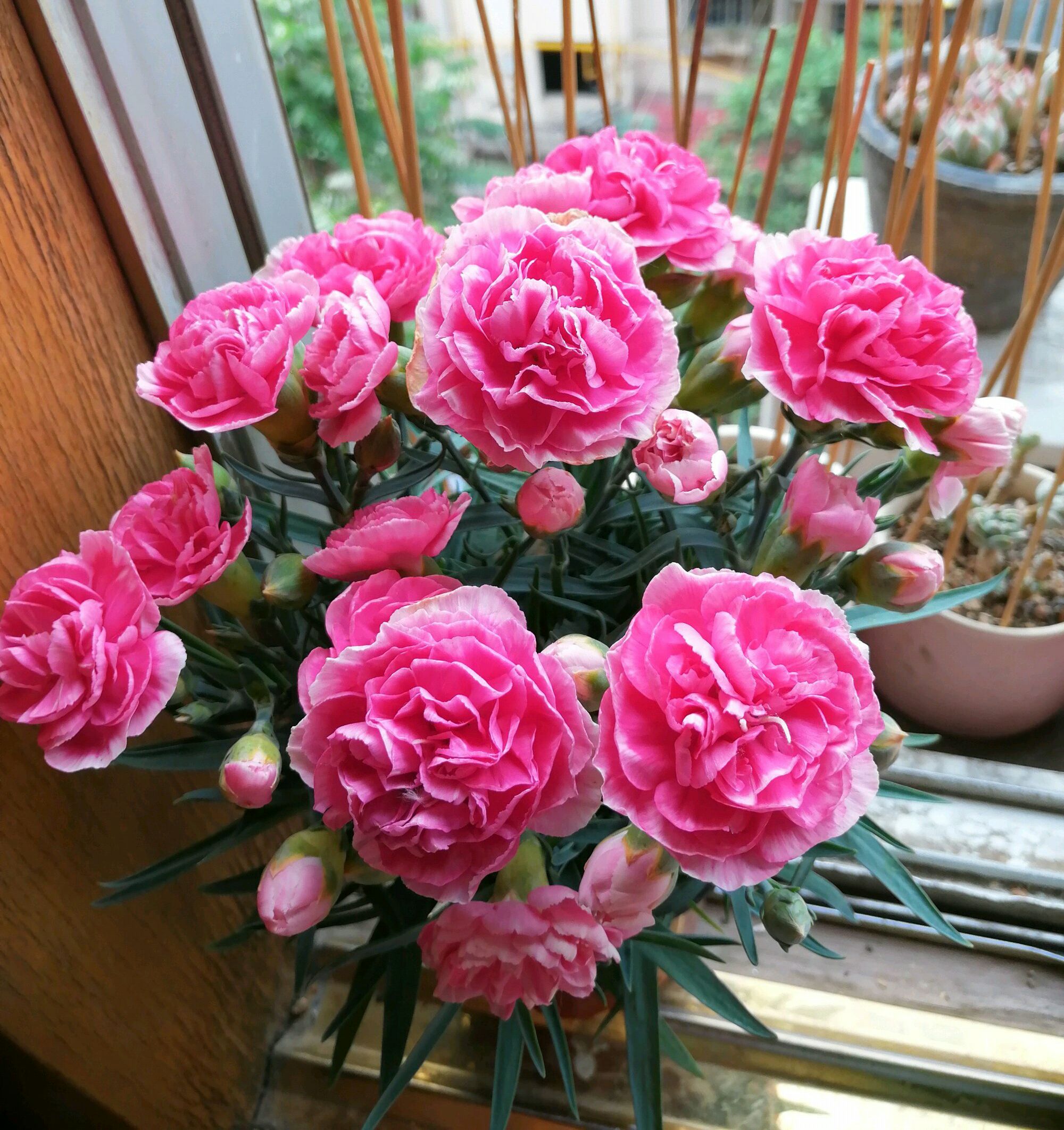 盆栽康乃馨晒枯萎怎么补救,康乃馨盆栽花枯萎怎么修剪