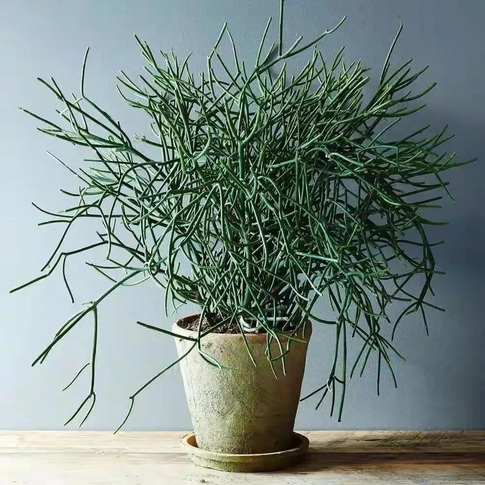 十种毒花不能养,十种大毒花家里经常养