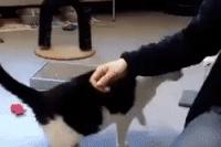 怎样让猫咪远离一个地方,怎么让猫咪远离耳螨