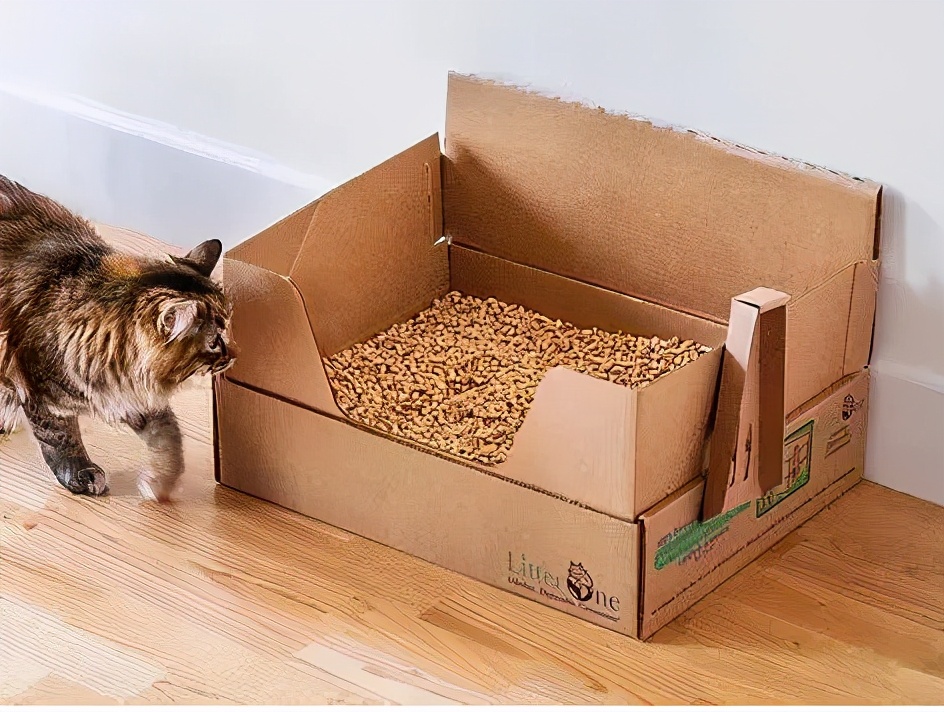 假期不出门的猫,假期不在家猫怎么办