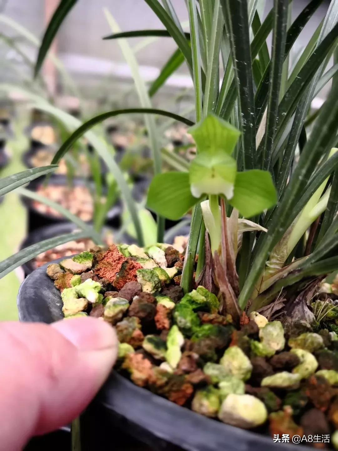 春兰张荷素兰花介绍,每日一品中国兰花春兰