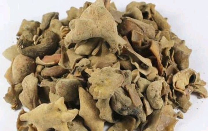 五倍子的树有哪些,什么树能长五倍子