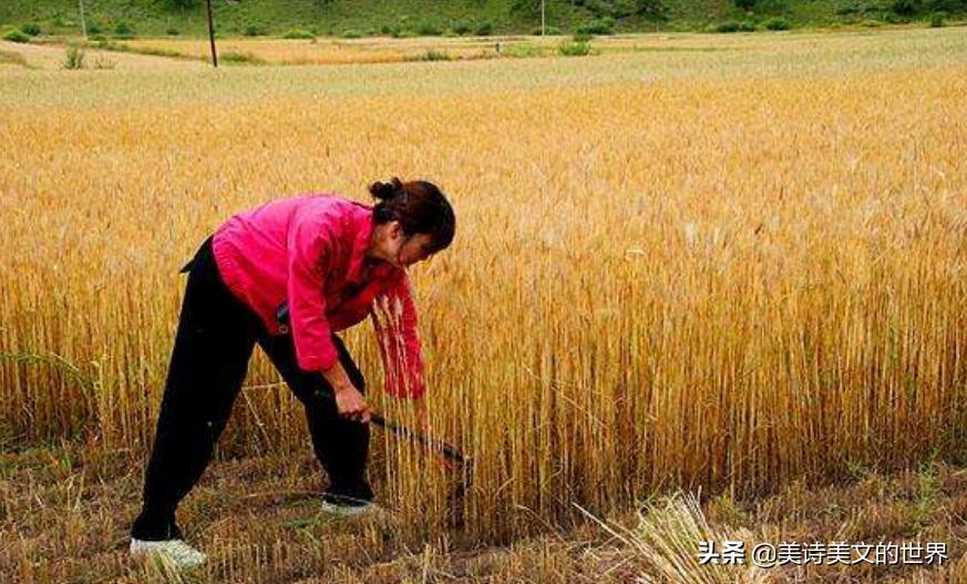 农民为妻子写首诗：《我的老婆很黑》，句句耐人寻味，高手在民间