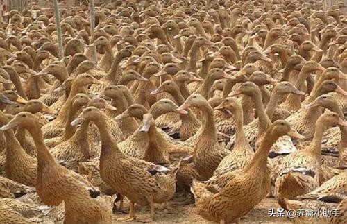 圈养蛋鸭怎么提高产蛋率,养鸭怎么提高质量