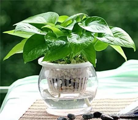 水培植物发臭的解决方法,水培植物根部腐烂怎么补救