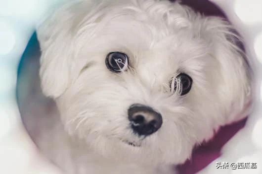 继承了千万财产的动物,继承了主人财产的宠物