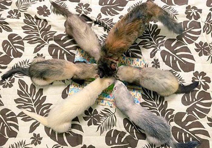 流浪猫与狗相处,流浪猫看到雪貂