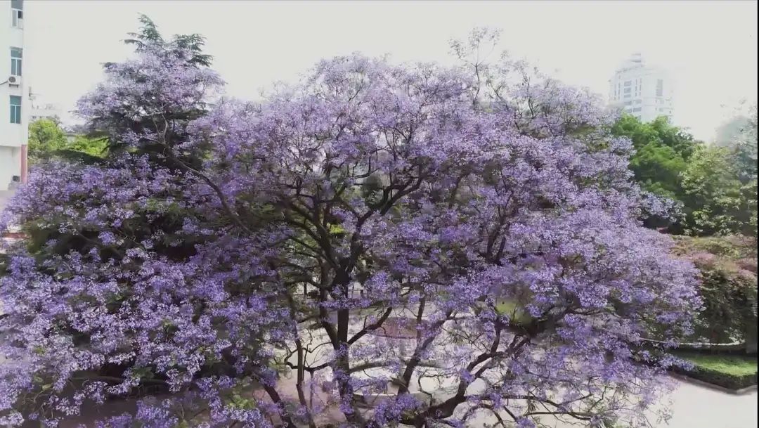 川北医学院出来有前途吗,川北医学院临床医学专业怎么样