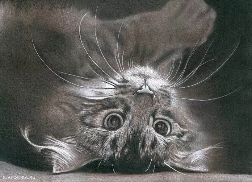 素描动物最全的收集,精微素描动物临摹高清大图