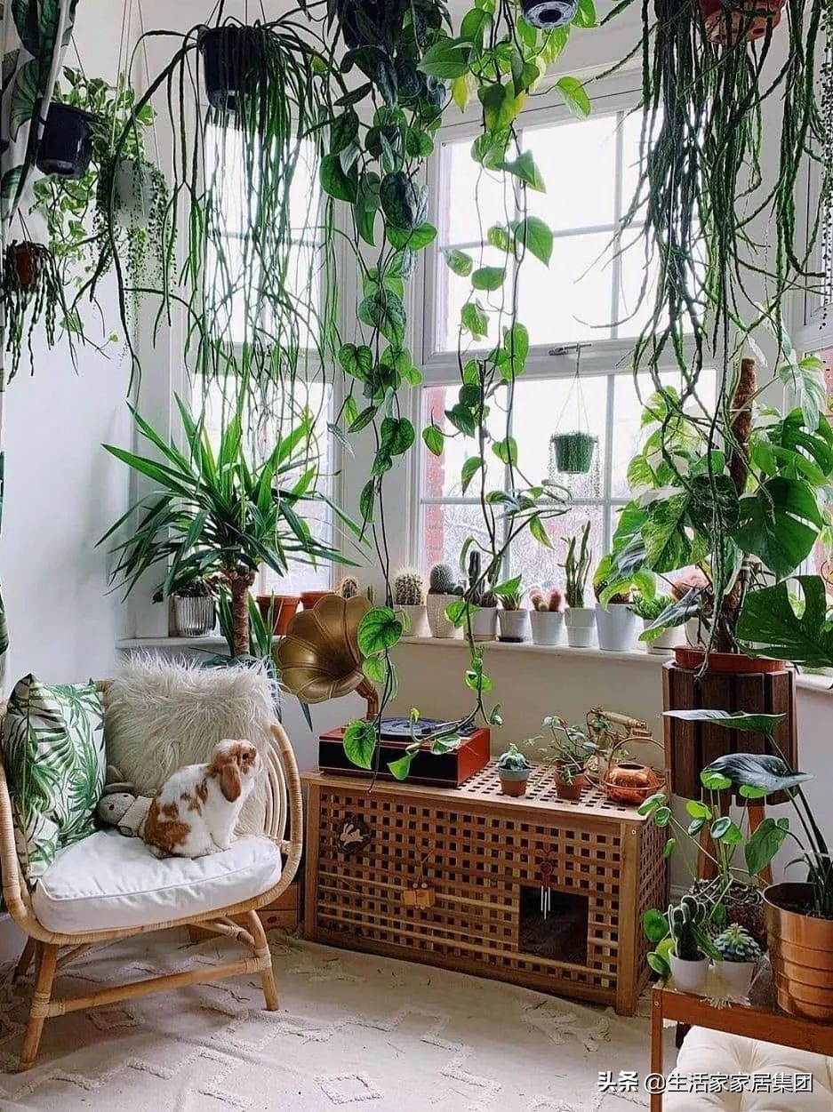 装修极简主义的室内植物搭配,家居植物现代风推荐